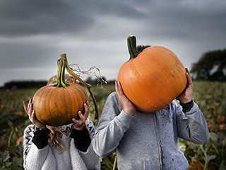 Pumpkin Picking